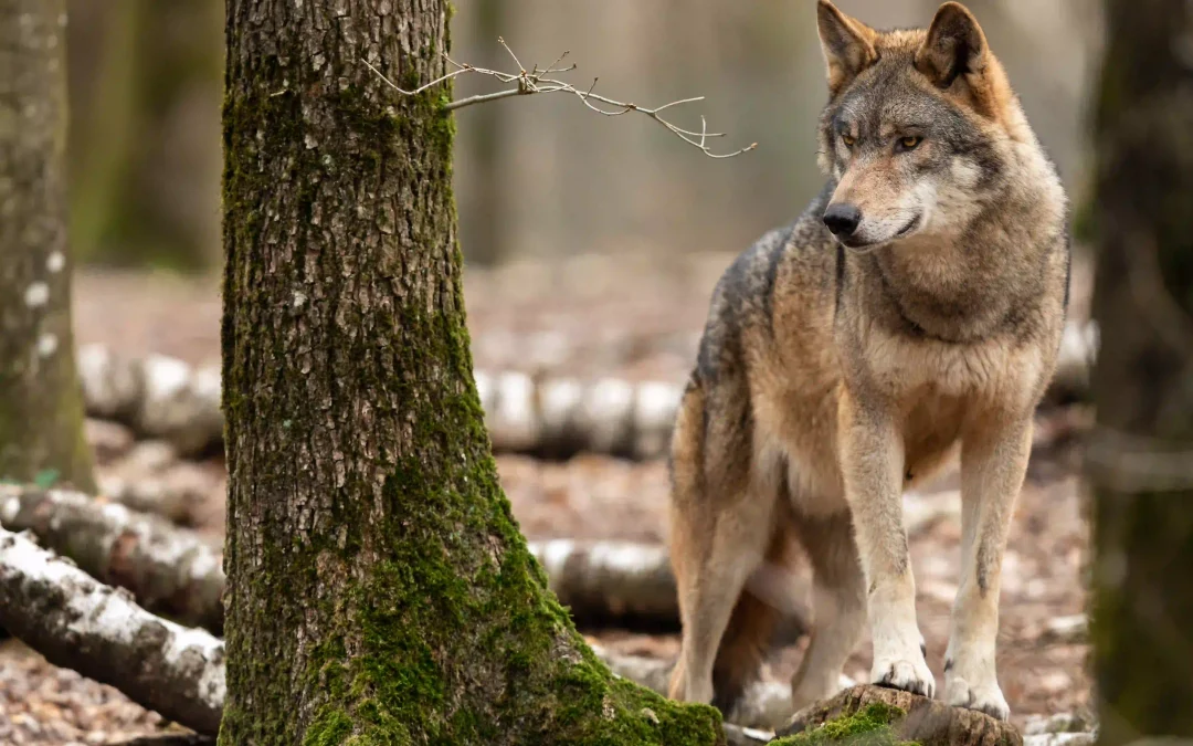 El lobo ibérico en Sanabria y la Sierra de la Culebra: naturaleza en estado puro